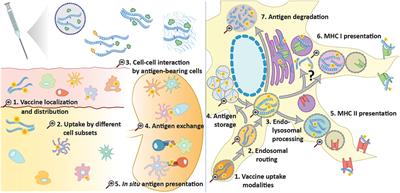 Approaches to Improve Chemically Defined Synthetic Peptide Vaccines